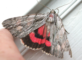 Scarlet Underwing